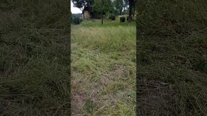 Косим бурьян триммером, что лучше диск или леска!