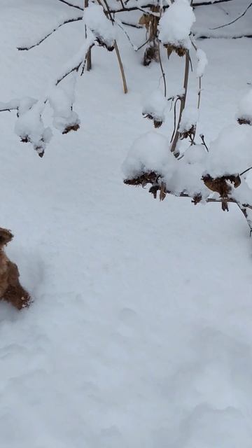 Пёсик.( шьём сами) смотреть онлайн