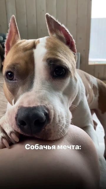Мечта Амстаффа #amstaff #pitbull #staff #shortvideo #subscribe #shorts смотреть онлайн
