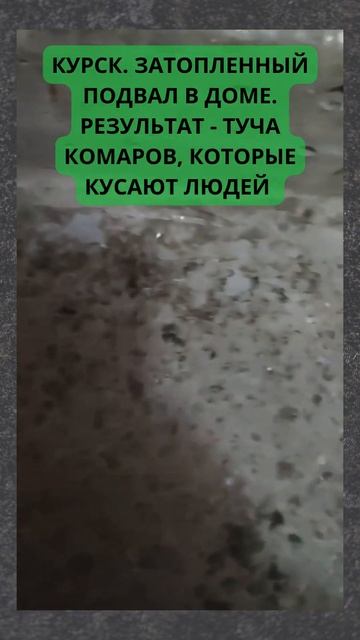 Комары захватили жилой дом в Курске смотреть онлайн