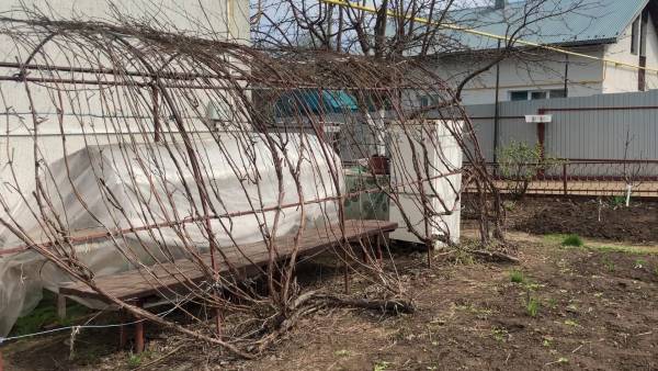 Весенние работы с виноградом. Укладываем побеги на беседку. смотреть онлайн