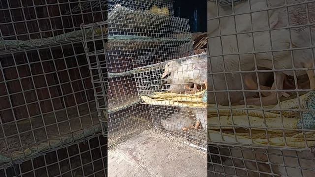 ПТИЧИЙ РЫНОК. ПОКУПАЕМ ГУСЯТ смотреть онлайн