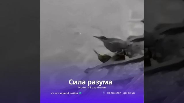 Сила разума. Действуйте с головой #ворон #сорока #охота смотреть онлайн