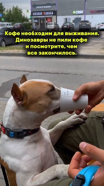 Стаффорд и кофе #shortvideo #собака #staff #puppy #стаффорд #pitbull #стаффордширскийтерьер #pets смотреть онлайн