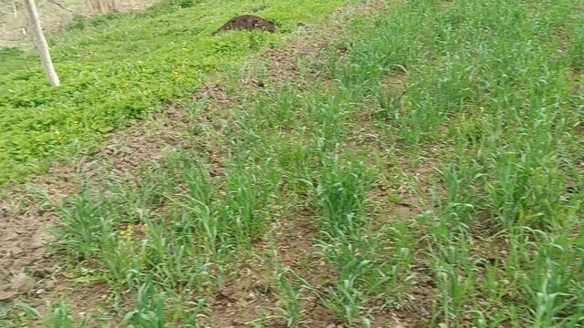 Рожь или картошка? В чем подвох? смотреть онлайн