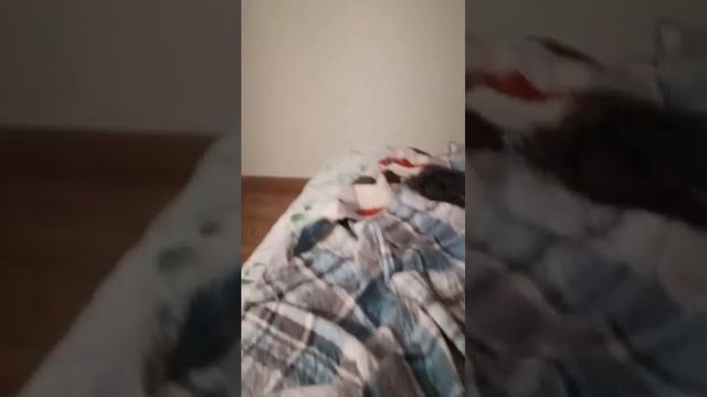 Мурка и Лайт