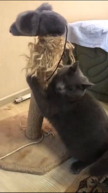 Котик точит ногти смотреть онлайн