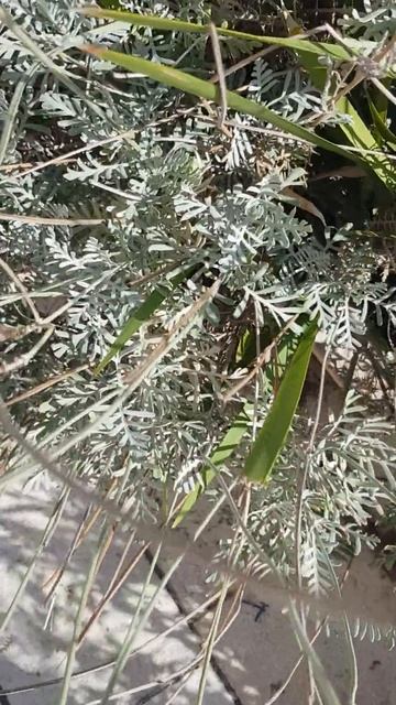 ~ узколистная лаванда