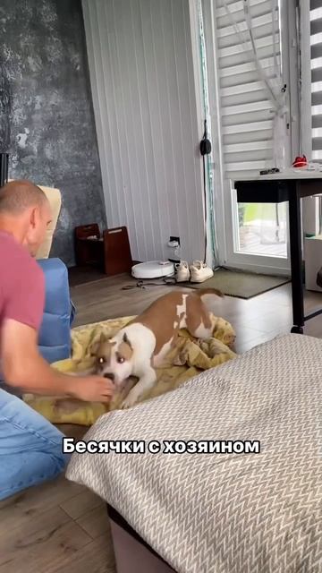 Стаффорд Юми игры с хозяином #собака #pets #staff #shortvideo #staffy #стаффорд #топ #амстафф смотреть онлайн