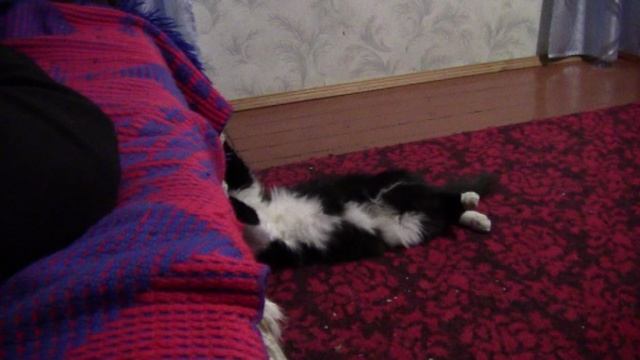 Барсик 8.11.11