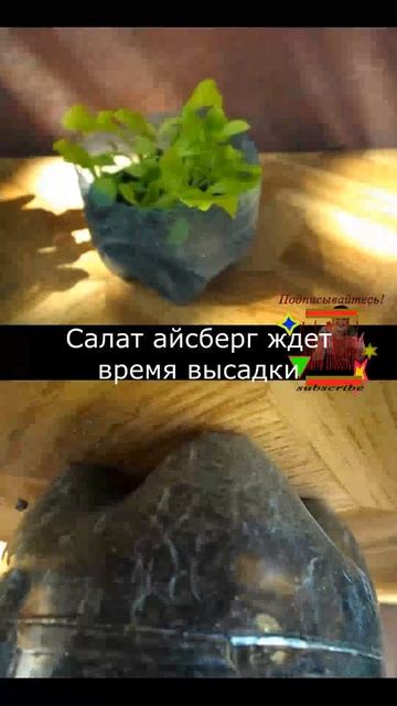 Салат Асберг ждет время высадки в грунт #вкуснодома смотреть онлайн