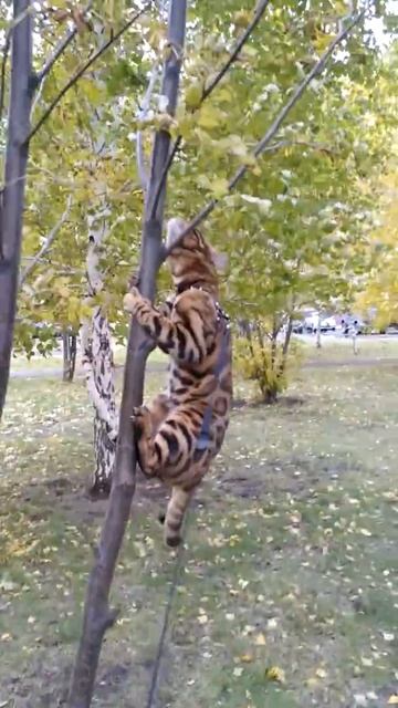 Бенгальский кот точно когти об дерево и мяукает. смотреть онлайн