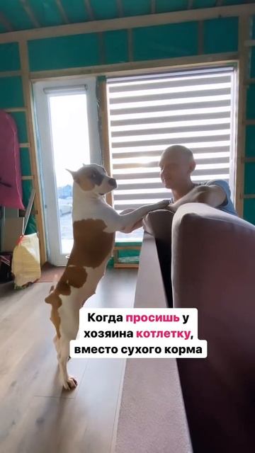 Стаффорд просит котлеты #shorts #staff смотреть онлайн