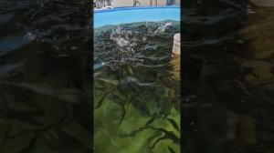 Форель при малой плотности посадки!#форель#рыбоводств