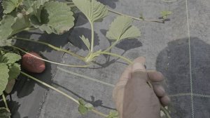 Новый супер сорт НСД