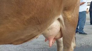 Комбинат Мол Бозори 60 МЛН СУМ РЕКОРД ГИГАНТ БУКА БОЗОР