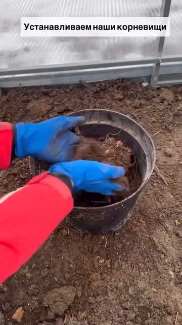 Получили деленки пионов, а почва уже промерзла???