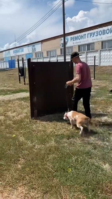 Настоящий паркур #shortvideo #собака #staff #юмор #стаффорд #pitbull #стаффордширскийтерьер смотреть онлайн