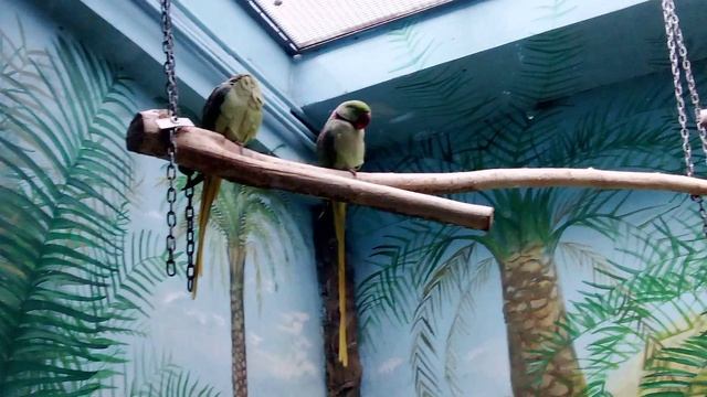 Московский зоопарк. Большой зелёный попугай.