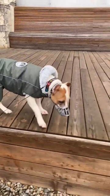 Ответственный Амстафф #shorts #shortvideo #subscribe #amstaff #staff #pitbull смотреть онлайн