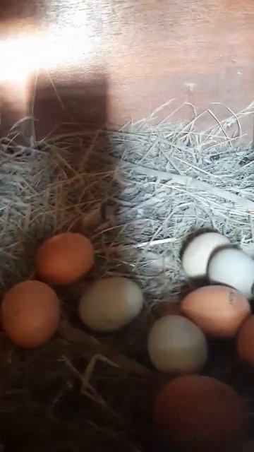 Сбор яиц! #сборяиц #курынесушки #курятник смотреть онлайн