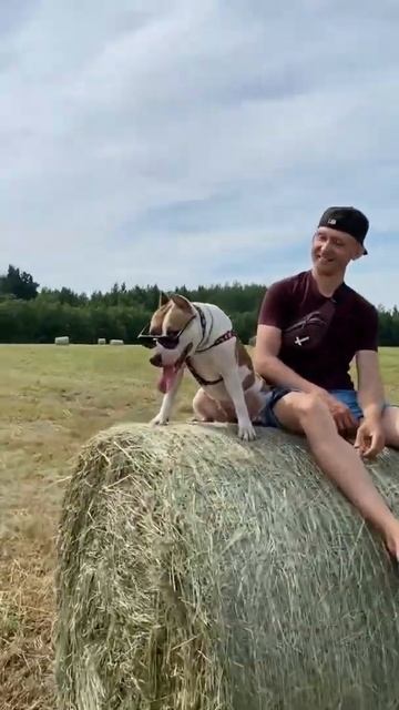 Стаффорд малышка крутышка #shorts #staff смотреть онлайн