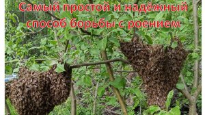 Самый лучший и надёжный способ борьбы с роением на пасеке.