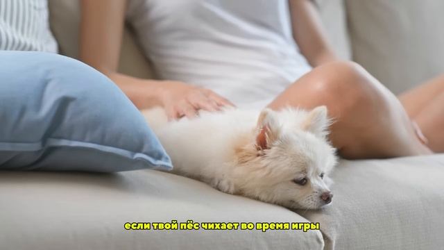 Отвратительная причина, почему Собаки ЛИЖУТ ВАС! смотреть онлайн