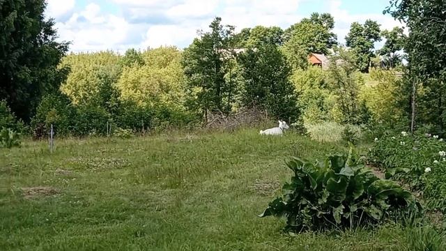 🏡🚜БЕЛАРУСКАЯ ДЕРЕВЕНЬКА.ПИЛИМ ДРОВА ЦЕПНОЙ ЭЛЕКТРО смотреть онлайн