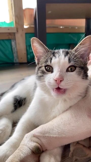 Кошка как кошка #shorts #shortvideo #subscribe #кошки #amstaff смотреть онлайн