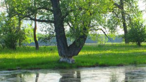 Рыбы ноль, эмоций - море! Лебеди, бобровая архитектура и утки с утятами