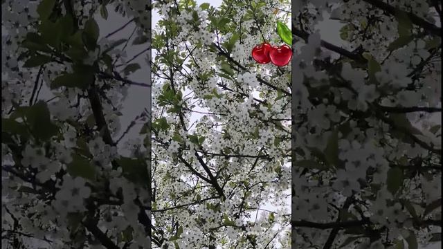 Расцвела под окошком белоснежная вишня...#вишня_в_цвету смотреть онлайн