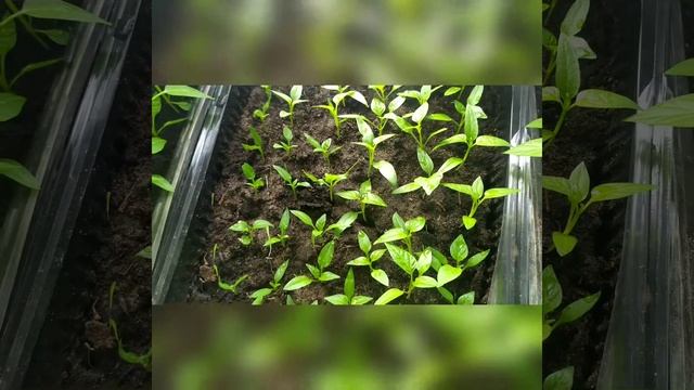 ОБЗОР РАССАДЫ ПЕРЦА на 23 февраля 2022🥒🍆🍅 смотреть онлайн