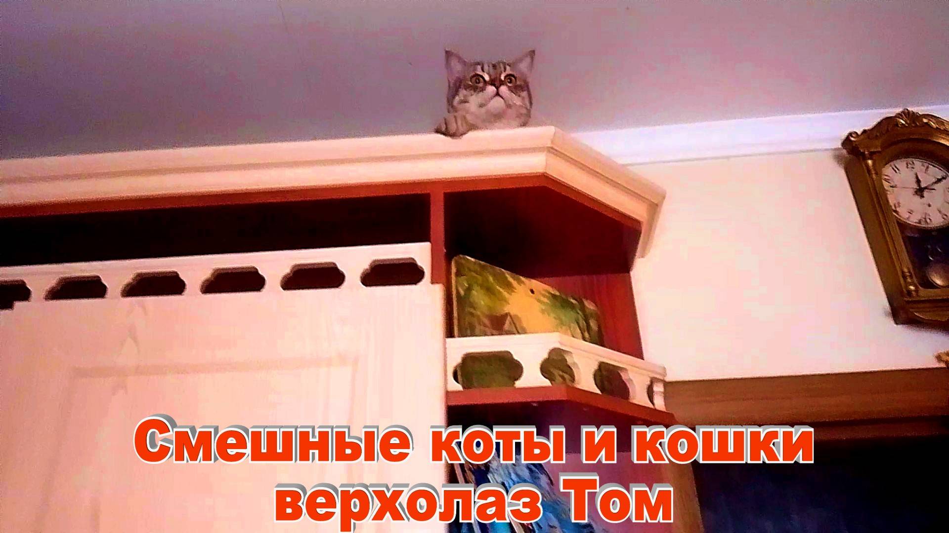 Смешные Коты и Кошки Том и Мила смотреть онлайн