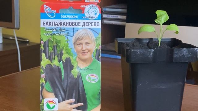 Сибирский сад новинка Баклажановое дерево