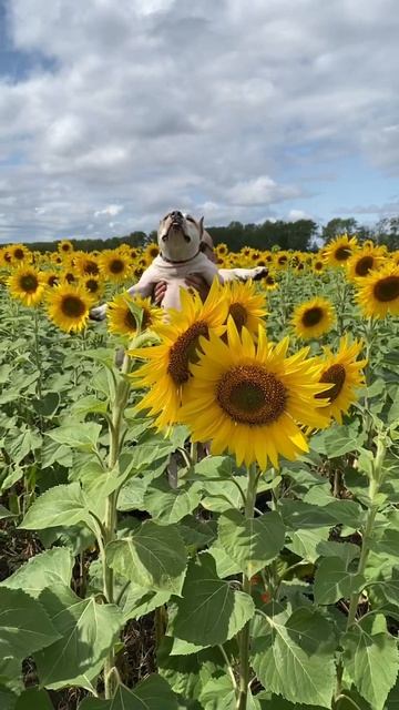 Солнечный Стаффорд #shorts #shortvideo #amstaff #pitbull #стаффорд #staff #собака смотреть онлайн