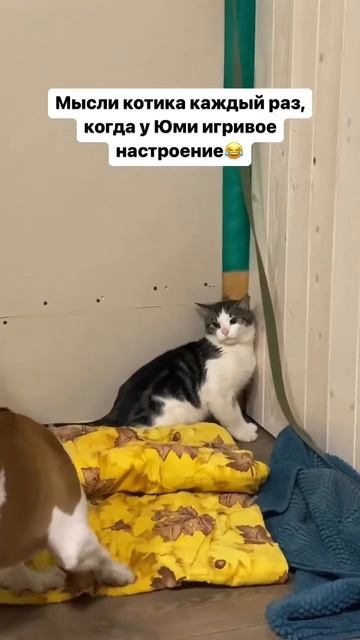 Стаффорд съел котика #shorts #shortvideo #staff #amstaff #subscribe смотреть онлайн