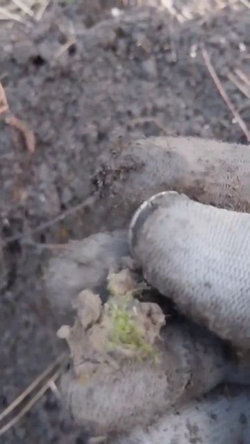 Царское серебришко на копе#монеты #coin #metaldetecting #металл? смотреть онлайн