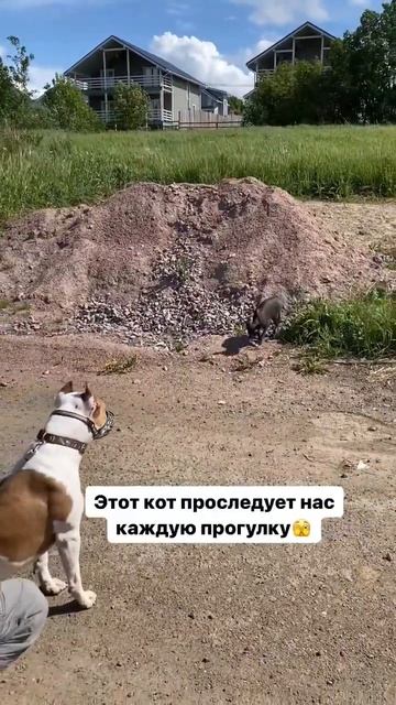 Амстафф чуть не подрался #amstaff #pitbull #shortvideo #shorts смотреть онлайн