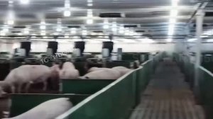 Это крупнейшая свиноферма-небоскрёб в Китае — здесь ежегодно выращивают свыше 1,2 млн голов