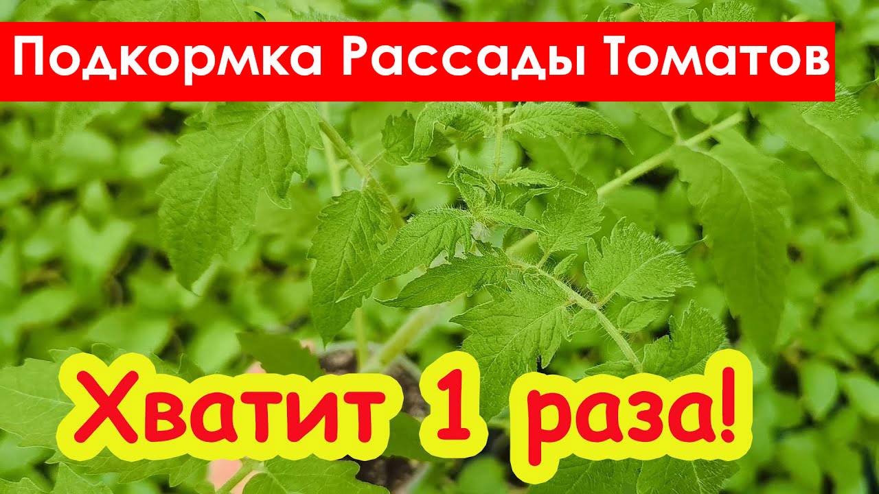 Подкормка Рассады Томатов перед высадкой в грунт. Высадка рассады томатов смотреть онлайн