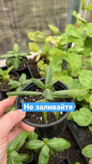 Лучше не полить #садогород #огород #сад #дворик смотреть онлайн