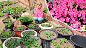 Секреты высадки ампельных ПЕТУНИЙ в большие кашпо!