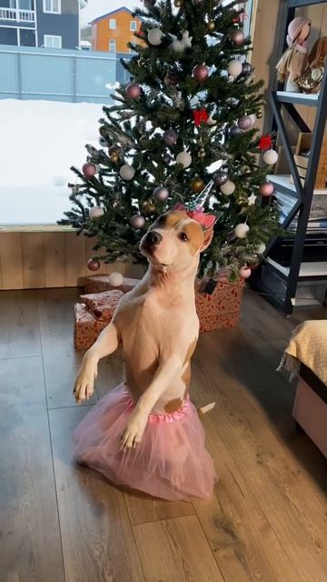 Новогодний стаффорд #shortvideo #amstaff #стаффорд #staff #смешныевидео #домашниеживотные #собака смотреть онлайн