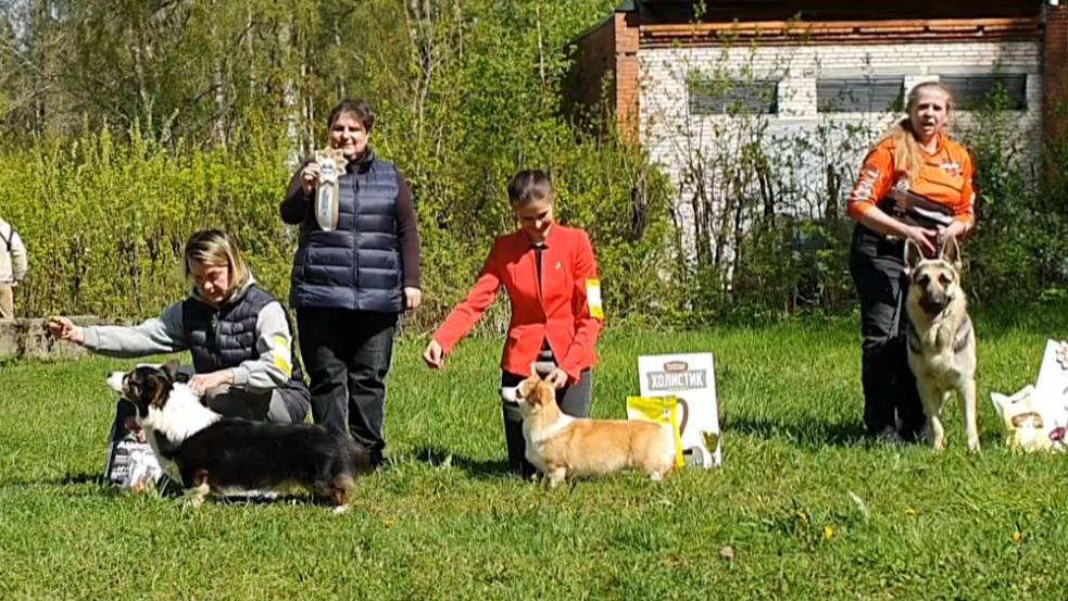 17.05.2025, СПб. Клуб "Кредо" (РКФ, РФОС). Выставка собак САС 1 группы FCI смотреть онлайн