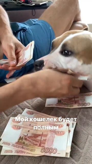 Зачем мне Амстафф? #shorts #shortvideo #subscribe #staff #amstaff #pitbull смотреть онлайн