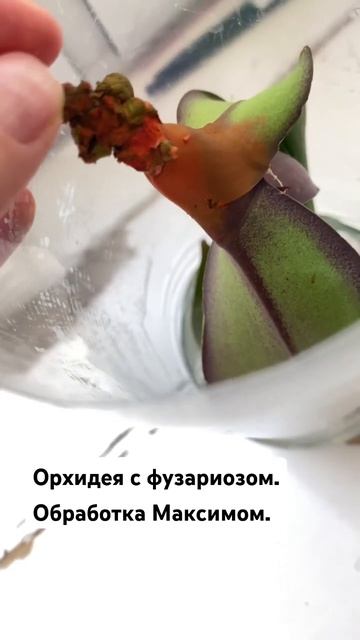 Орхидея с фузариозом осталась без корней. #орхидеи #ре? смотреть онлайн