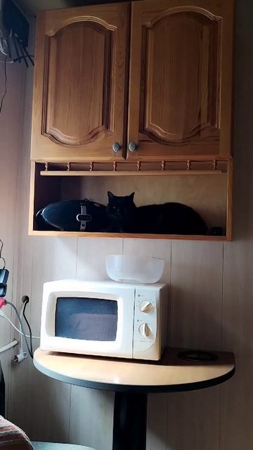 Белла нашла новое место для отдыха после обеда🤩 смотреть онлайн