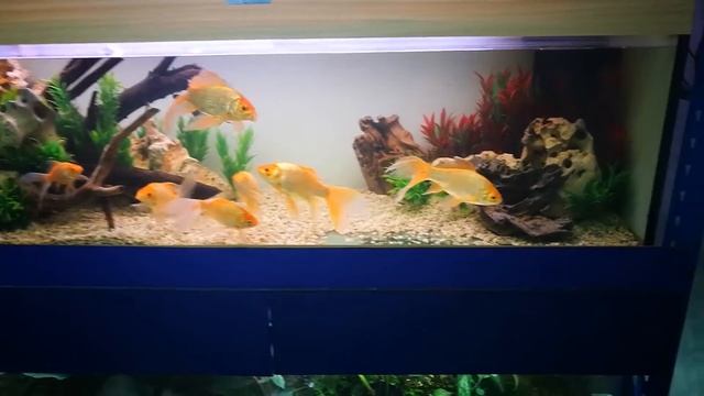 Аквариумы на офисе