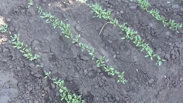 Всходы свеклы